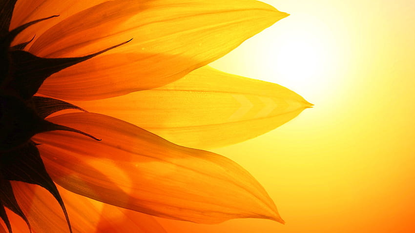 desktop-wallpaper-sunflower-background-sunflower-minimalist